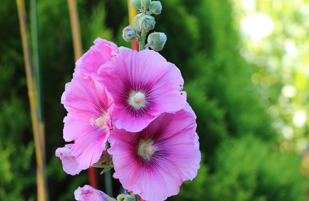 Edible Flowers - by Taste & Flavors