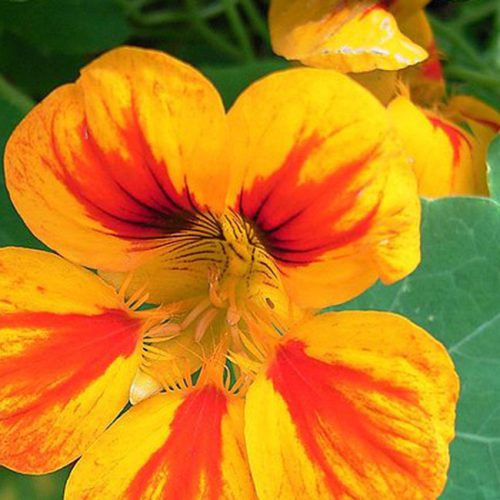 nasturtium-TF-blog