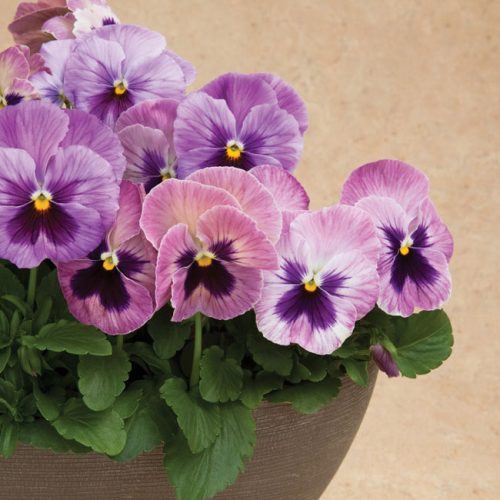 pansies-TF-blog