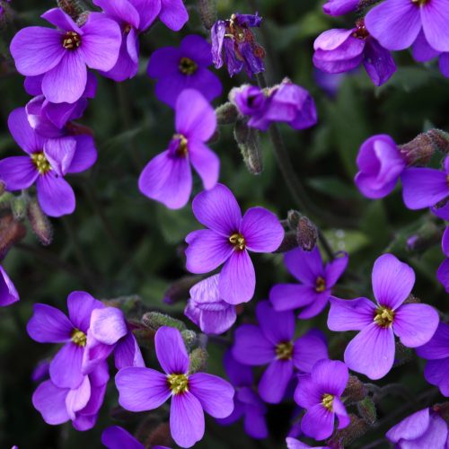 A closeup shot of amazing aubrieta purple flowers