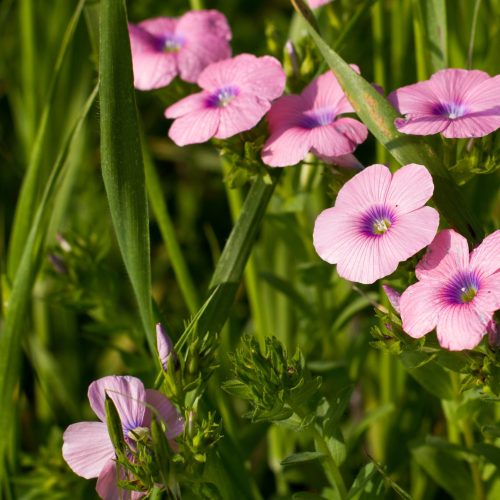 A shallow focus shot of pink flowers with a grassy blurred background