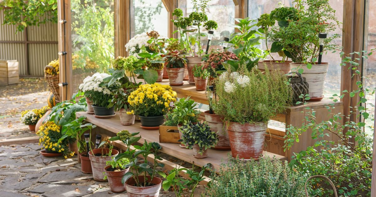 Pots with blooming flowers and plants on wooden shelves inside of greenhouse on sunny garden background. Natural greenery and garden elements. Gardening, floriculture, flower growing, hobby