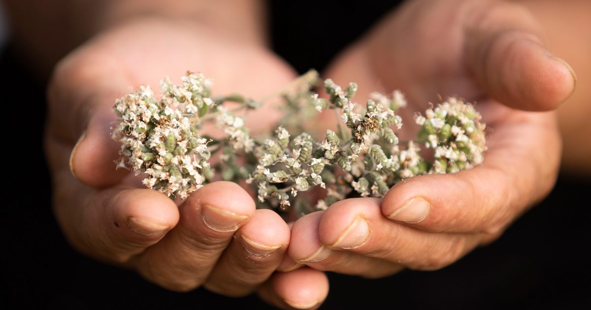 Zaatar Flowers