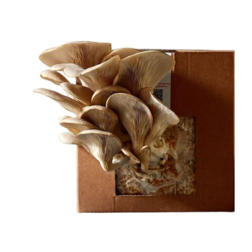 Mushroom Grow Kit