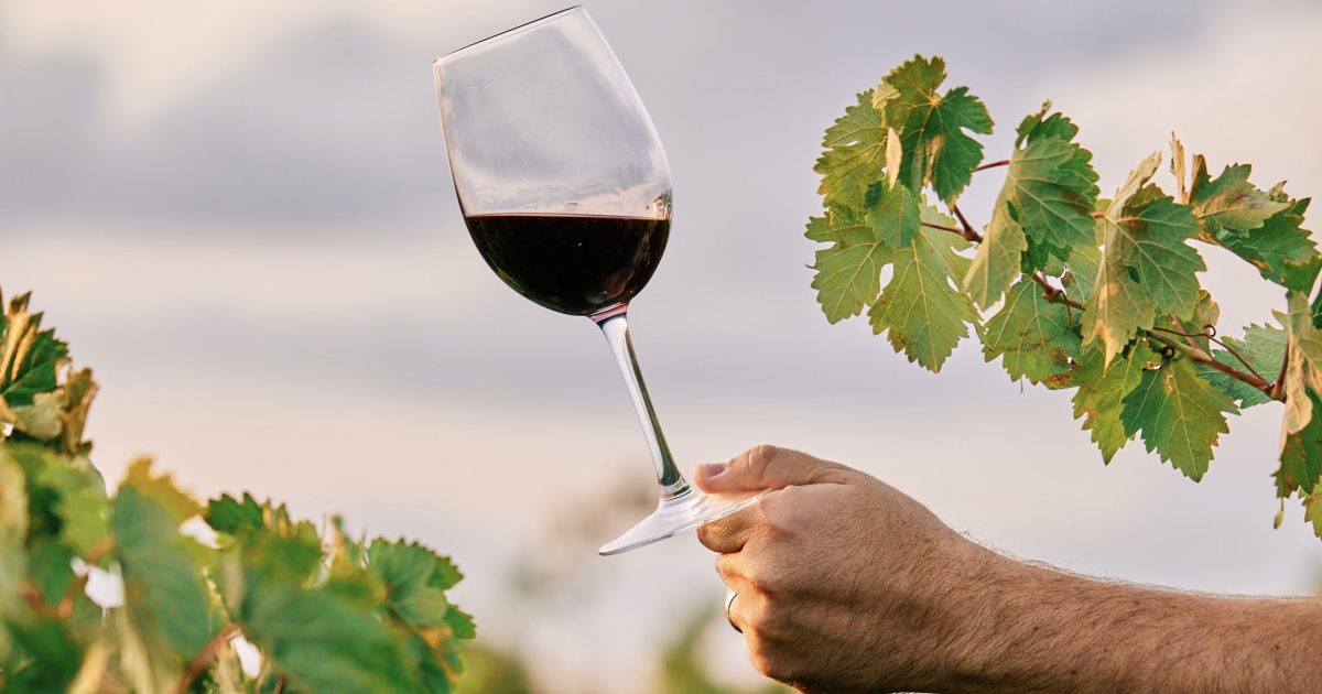 A vertical shot of a person holding a glass of wine in the vineyard under the sunlight